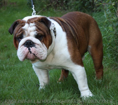 English Bulldog Collar UK