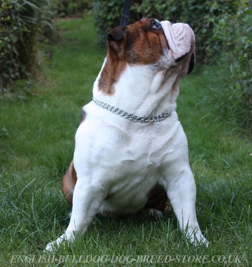 English Bulldog Chain Collars