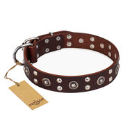 English Bulldog Collar "Pirate Treasure" Brown Leather, Artisan