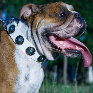 English Bulldog Training for Shows