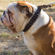 English Bulldog Collar of Braided Leather for Behavior Control