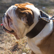 English Bulldog Collar Leather of Laconic Design and Extra Width