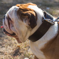 English Bulldog Collars UK