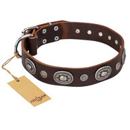 English Bulldog Collar "Extra Pizzazz" FDT Artisan, Brown