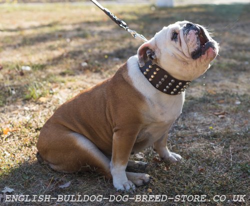 English Bulldog Training Collar