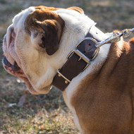 English Bulldog Collar of Classic Design, Genuine Leather