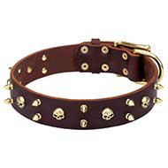 Showy Rock Dog Collar with Brass Skulls and Spikes for Bulldog