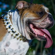 English Bulldog Feeding