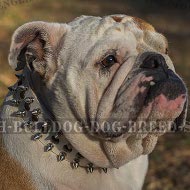 English
Bulldog Training School