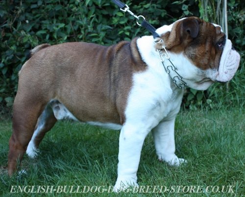 English Bulldog Pinch Collar