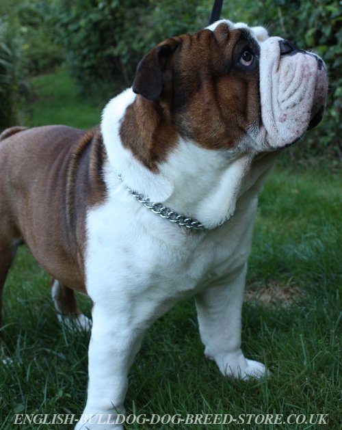 English Bulldog Chain Collar