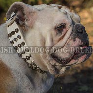 English Bulldog Sports