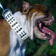 English Bulldog Collar, White Leather, Spikes and Studs, 3 Rows English Bulldog Collar, White Leather, Spikes and Studs, 3 Rows