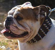 Wide Spiked Dog Collar of Natural Leather for English Bulldog
