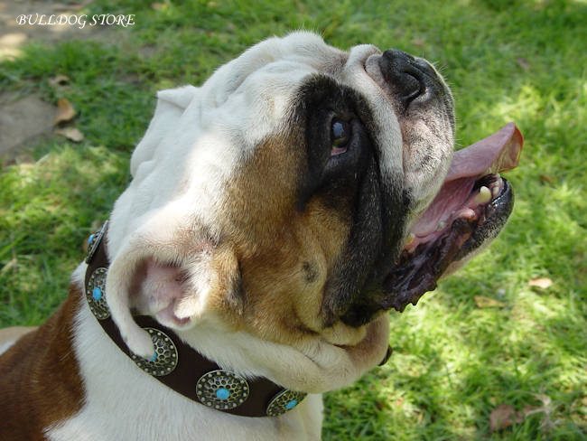 English Bulldog Collars UK