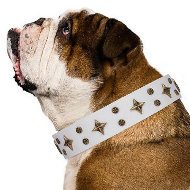 English Bulldog Dog Collar "Bright Stars" Artisan White Leather English Bulldog Dog Collar "Bright Stars" Artisan White Leather