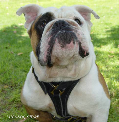 Bulldog Harnesses UK