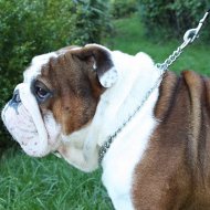 English Bulldog Quality Dog Slip Collar for Obedience Training