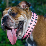 English Bulldog Training School