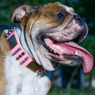 English Bulldog Puppy Training