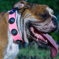 English Bulldog Girl Collar of Pink Leather, Blue Stones, Studs English Bulldog Girl Collar of Pink Leather, Blue Stones, Studs