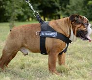 Bulldog Harness