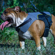 English Bulldog Harness Vest of Nylon for Support and Warming