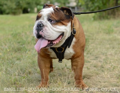 English Bulldog Harnesses UK