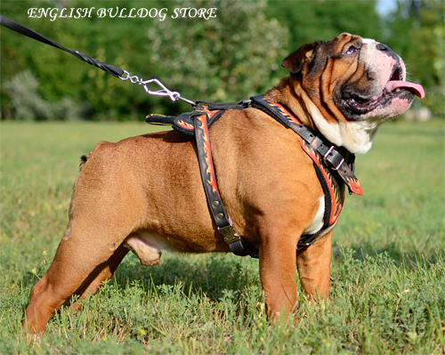 Best English Bulldog Harness