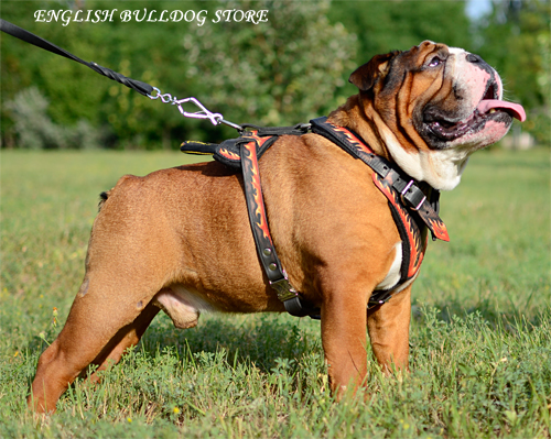 Leash for English Bulldog