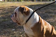 English Bulldog Leash and Collar Set for Obedience and Calm Walk