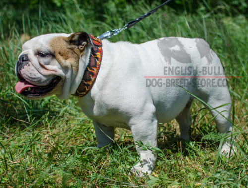 English Bulldog Leather Collar