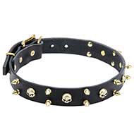 Biker Dog Collar with Brass Spikes & Skulls for English Bulldog