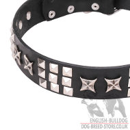 English Bulldog Leather Collar with Stars and Studs for Walking
