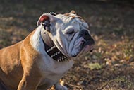 "Gladiatory" Extra Wide Spiked Dog Collar for English Bulldog