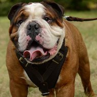 Working Dog Harness in Brown Leather for Bulldog