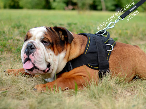 English Bulldog Harnesses UK