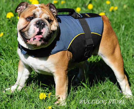 english bulldog winter coats uk