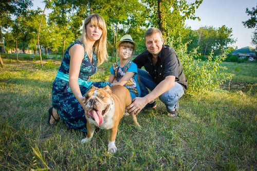 English Bulldog Sports