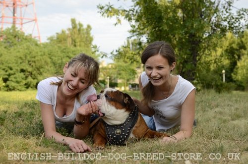 English Bulldog Equipment for Walking and Training