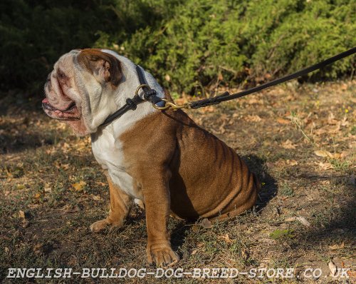 English Bulldog Leash and Collar