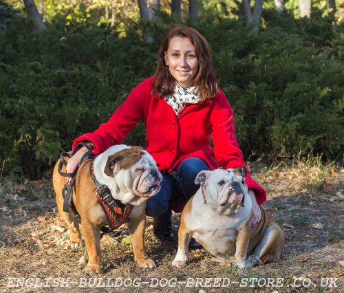 English Bulldog Training Harnesses and Collars