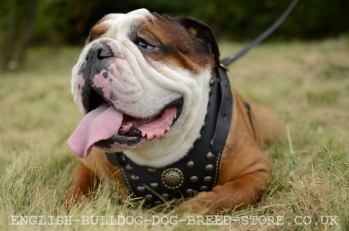 English Bulldog Training to Run