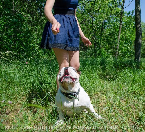 English Bulldog Training with Healthy Treats