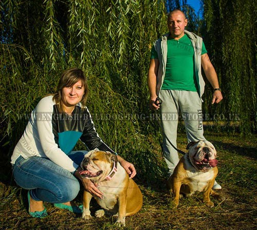 English Bulldog Heel Command Training