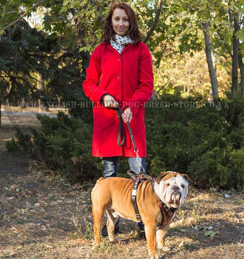 English Bulldog Training to Come on Command