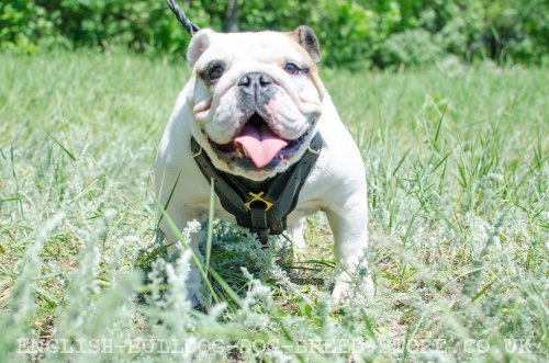 English Bulldog Harnesses UK