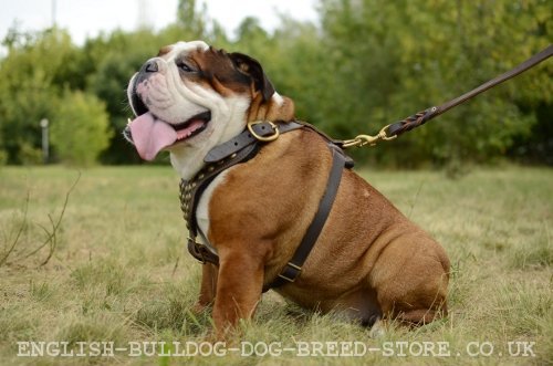 English Bulldog Leashes UK