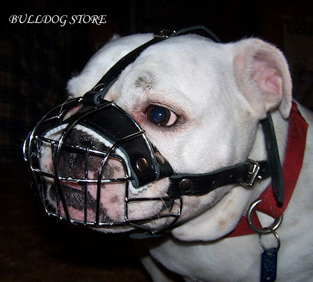 English Bulldog Muzzles UK