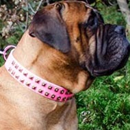 Female Bullmastiff Collar with Brass Studs, Pink Leather Female Bullmastiff Collar with Brass Studs, Pink Leather